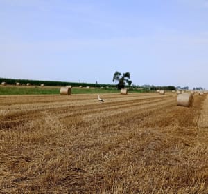Pętelka wzdłuż Bugu - Rybienko Nowe - 2