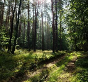 Leśna ścieżka z sową Wokół Rezerwatu - Bożepole Małe - 3