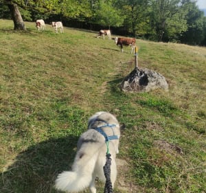 La grotte du loup à Miribel-les-Échelles - Célia - 2