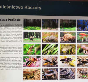 Płotki - relaks i rekreacja - Piła - 2