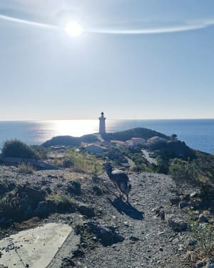 Balade autour du phare du Cap Béar à Port-Vendres - Port-Vendres - 5