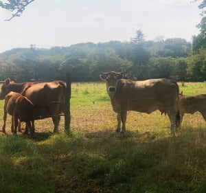 Parcours forestier au domaine de Menez Meur - Hanvec - 4