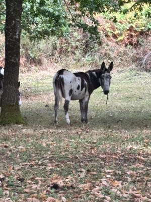 Bords de Sèvre nantaise et douceur à la française - Boussay - 2