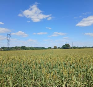 Petit parcours de l’étang de l’Arche - Villedômer - 2