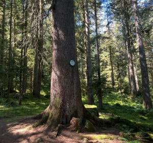 À la découverte d’un arbre remarquable à Kichompré - Gérardmer - 2