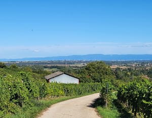Balade dans les vignes retour le long de la bruche - Mutzig - 7