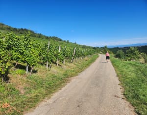 Balade dans les vignes retour le long de la bruche - Mutzig - 6