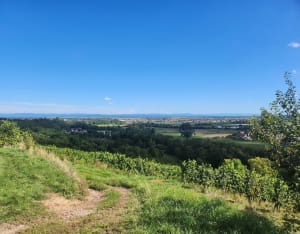 Balade dans les vignes retour le long de la bruche - Mutzig - 8