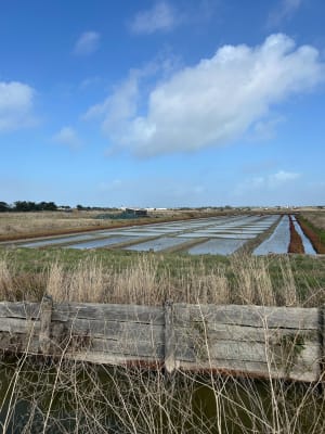 Entre dunes et marais sur l'île de Noirmoutier - L'Épine - 4
