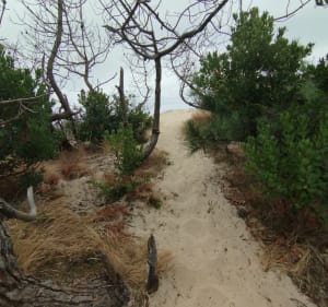 Boucle au départ de la Plage Nord à Lacanau-Océan - Lacanau - 2