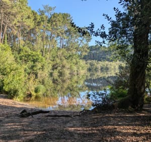 Petit Run dans les bois - Moliets et Maa - Moliets-et-Maa - 5