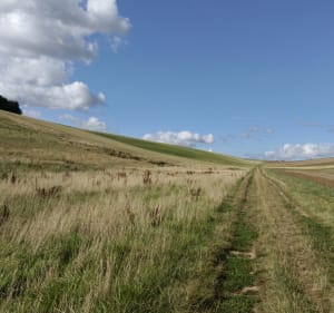 La belle campagne Liquoise - Herbinghen - 4