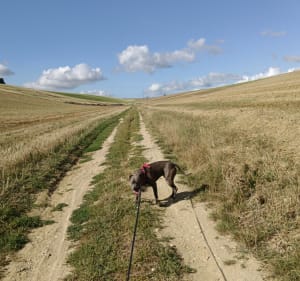 La belle campagne Liquoise - Herbinghen - 5
