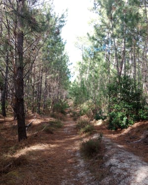 Réserve de la Maillouèyre : dunes, forêts et vues sur la mer - Sabine - 8
