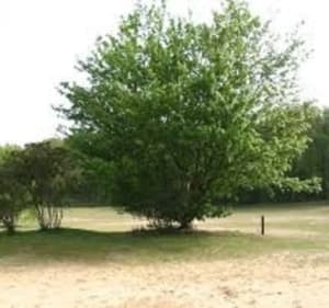 Uurtje wandelen door het groen van Venray - Venray - 2