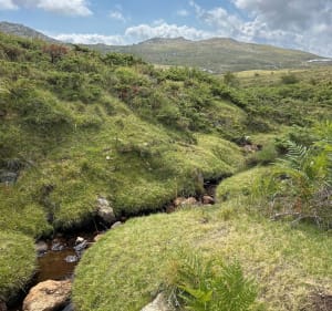 Plateau de Coscione - sentier de l’eau - Serra-di-Scopamène - 3