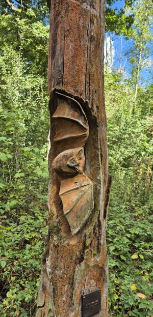 Bois des Cinq Tailles - Sophie - 10