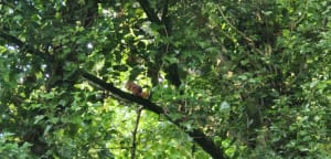 Bois des Cinq Tailles - Sophie - 12