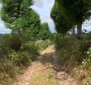 Entre Fournels et Arzenc-d’Apcher - Arzenc-d'Apcher - 3