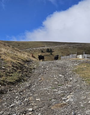 De Chabanon au sommet des Monges - Romane - 5
