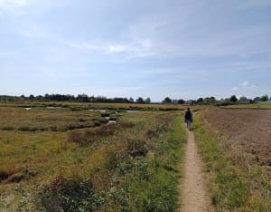 Les marais du Hézo - Le Hézo - 10
