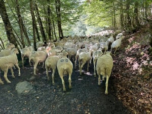 Het Campsaure-plateau en dromen van transhumance - Luchon - 6