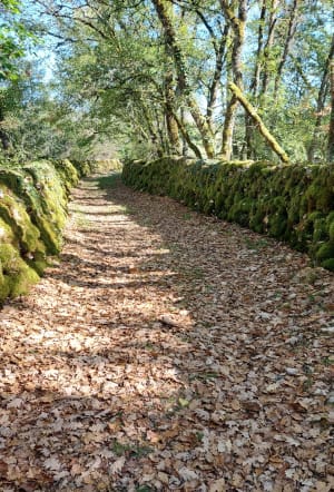 Jaagpad in de Lotvallei. - Saint-Cirq-Lapopie - 2