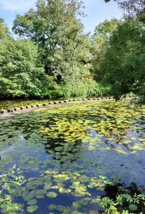 Autour du moulin de la rivière et du pêcheur - Adeline - 8