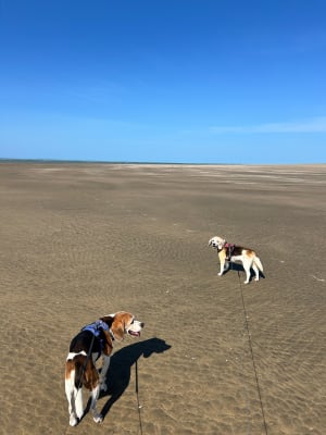 Pointe de Gatseau, sur un air du bout du monde - Saint-Trojan-les-Bains - 4