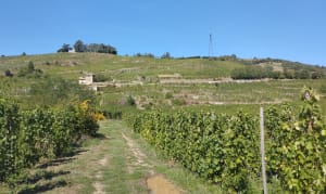 La roche percée et ses vignes - Nicolas - 3