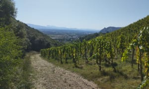 La roche percée et ses vignes - Nicolas - 5