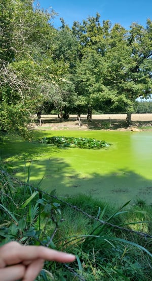 Hêtre ou ne pas hêtre, de Loire en forêt au Thoureil - Coralie - 5