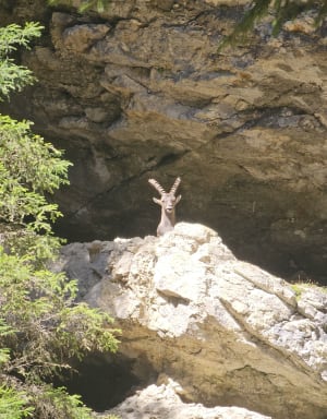 Belvédère du Pas du Roc - Fillière - 10