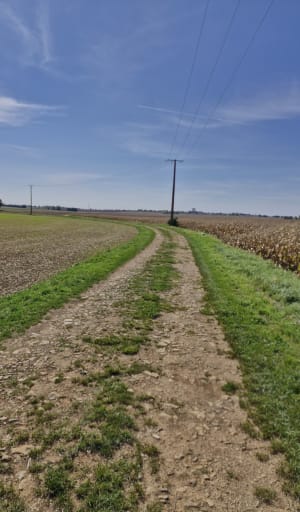 Niort, Vouillé, Aiffres - Entre Lambon et Guirande - olivier - 2