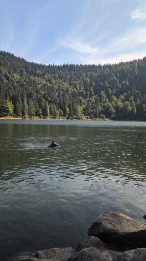 Lac des corbeaux et son belvédère - La Bresse - 18