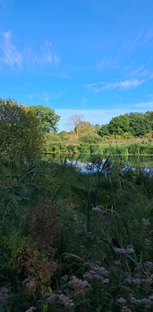 Tourbière de Vred et Bois de Faux - Olivier - 3