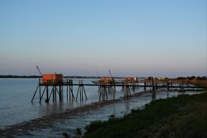 Saint-Laurent-de-la-Prée et les animaux des marais - Saint-Laurent-de-la-Prée - 4