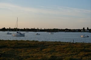 Saint-Laurent-de-la-Prée et les animaux des marais - Saint-Laurent-de-la-Prée - 6
