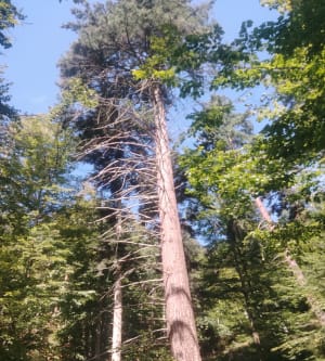 Balade dans la forêt à Ribeauvillé - Léa - 7