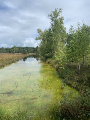 Les Tourbières de Frasne, grand circuit - camille - 4