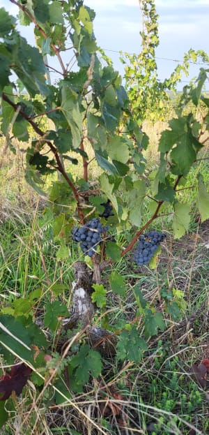 Au cœur de la réserve naturelle des Coteaux du Pont Barré - Gwénaëlle - 6