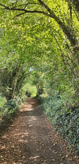 Saint-Jouvent, sentier de Neuplanchas - Yvon - 5