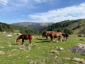 Courtaou des Esclodes - Campan - 6