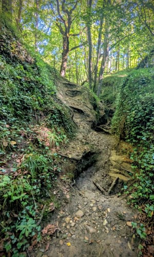 Bois des Fauries et de Sarvanay - Lucky - 5