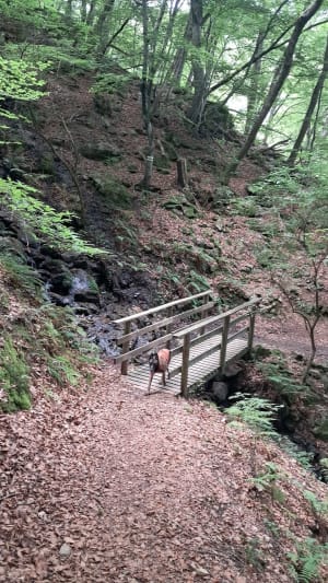 Promenade à la Cascade de la Piche - Valentin - 18