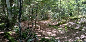 Boucle des Roches d'Orvaz à La Pesse - La Pesse - 6