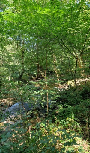 Le long de l’Yzeron, par Sellegaud - Laetitia - 2