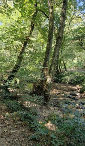 Le long de l’Yzeron, par Sellegaud - Laetitia - 3