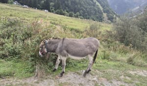 Marche autour du lac d'Estaing - David - 5