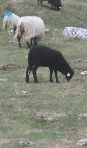 Marche autour du lac d'Estaing - David - 2